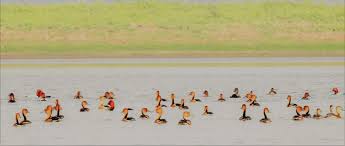 Batha Beel, Darrang - A Scenic Bird Watching Destination In Assam tourist place in Assam