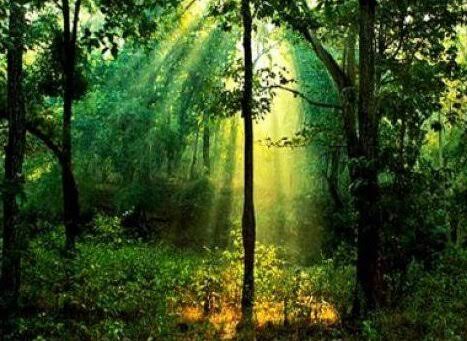 Molai Forest (molai Kathoni) - The Famous Man-made Forest Of Assam Created By Jadav Payeng tourist place in Assam