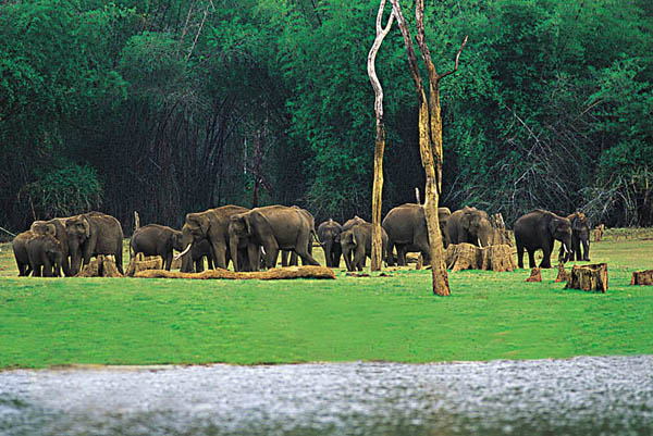 Nambor Wildlife Sanctuary tourist place in Assam
