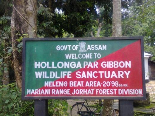 Hollongapar Gibbon Wildlife Sanctuary Or Gibbon Wildlife Sanctuary tourist place in Assam