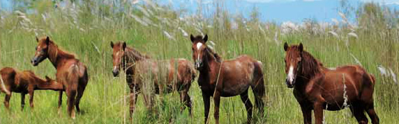 Dibru Saikhowa National Park – Assam’s Wild Treasure Of Biodiversity And Natural Beauty tourist place in Assam