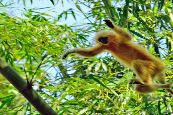 Kakoijana Reserved Forest, Bongaigaon - Assam’s Untamed Wilderness tourist place in Assam