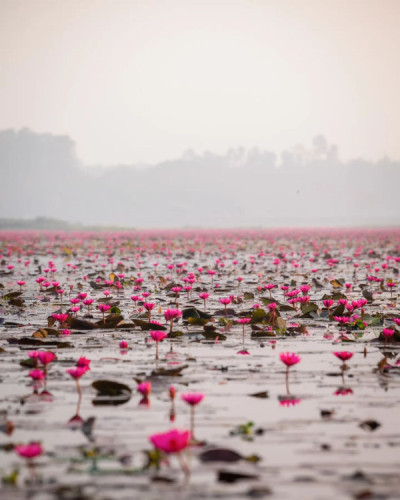 Urpad Beel Goalpara – Assam's Largest Natural Wetland & Birdwatching Paradise tourist place in Assam