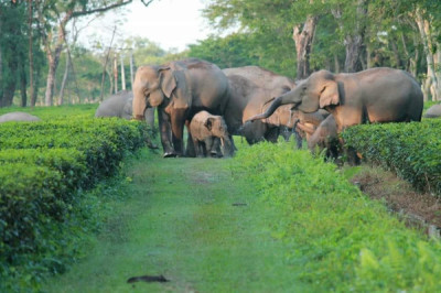 Hatigarh (elephant Trap) tourist place in Assam
