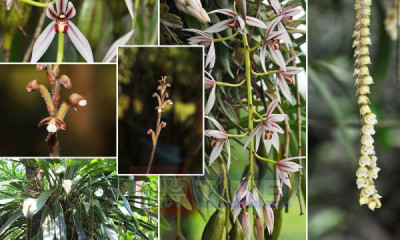 Kaziranga Orchid And Biodiversity Park Assam tourist place in Assam