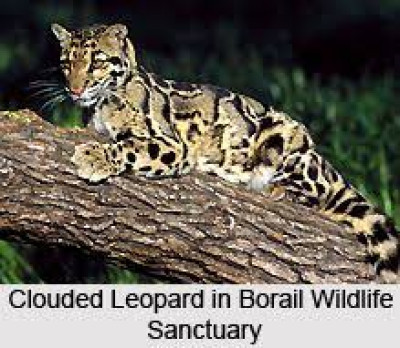 Borail Wildlife Sanctuary Assam tourist place in Assam
