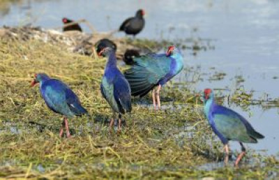 Bordoibam Bilmukh Bird Wildlife Sanctuary Assam tourist place in Assam