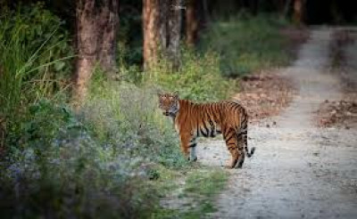 North Karbi Anglong Wildlife Sanctuary Assam tourist place in Assam