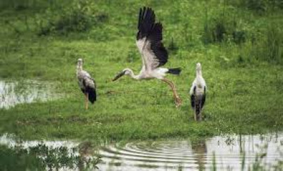 Pukhuria Beel tourist place in Assam