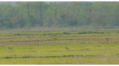 Kokilabari Reserve Forest tourist place in Assam