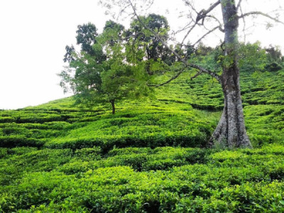 Birjhora Tea Estate tourist place in Assam