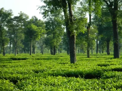 Dibrugarh Tea Garden Journey tourist place in Assam