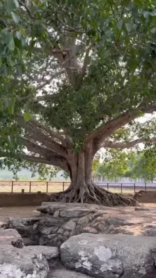 Archaeological Museum, Goalpara — tourist place in Assam