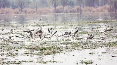 Kumarbheti Gaon Birdwatching Point, Jorhat — tourist place in Assam