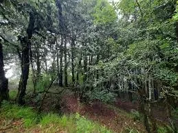 Singra Forest tourist place in Assam