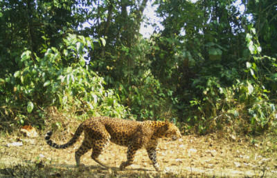 Nameri National Park Assam – Wildlife Safari tourist place in Assam