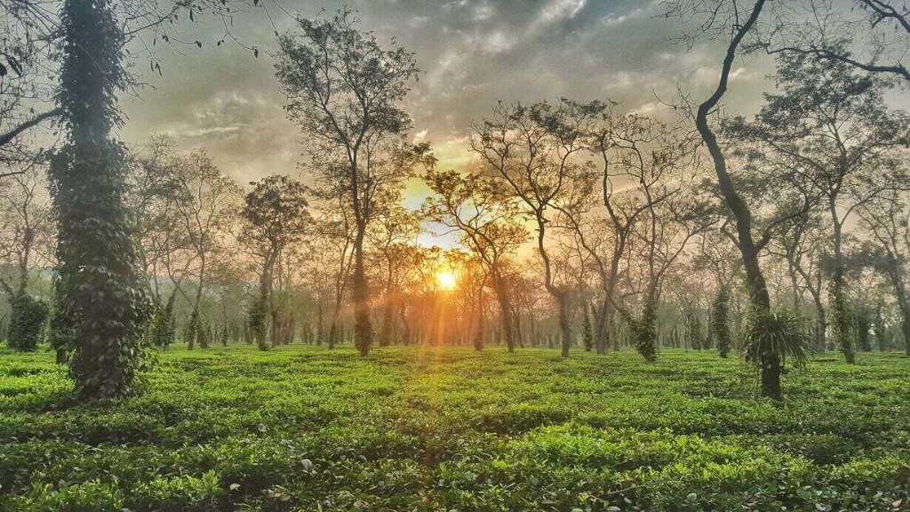 Explore the Beautiful Tea Gardens of Assam