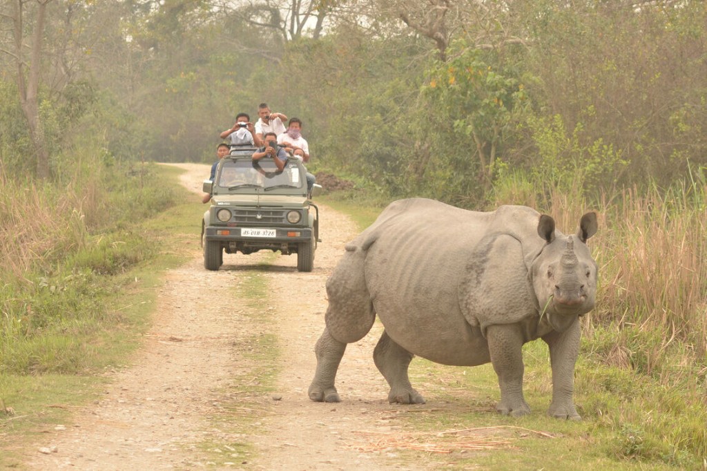 Visit Kaziranga National Park – Home of the One-Horned Rhinoceros