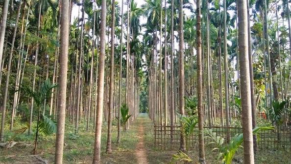 The Iconic Tamul Trees – A Symbol of Assamese Tradition